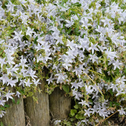 campanula porscharskyana alba